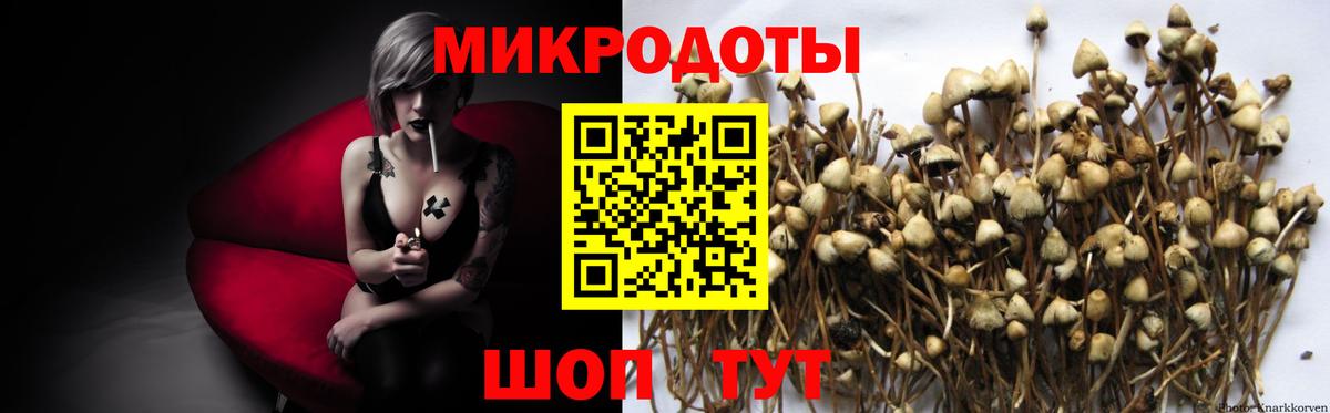 Галлюциногенные грибы Psilocybe Алушта